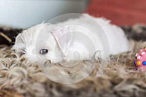 White puppy sleeping, resting on brown skin, miniature Schnauzer