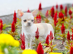 White puppy stands on the ground in red colors.
