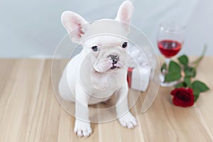 A white puppy is on a wooden table with a white backdrop and beside it there are gift boxes, wine glasses and red roses, Concept