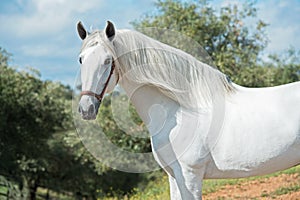 White pure Andalusian stallion poseing in  garden. Andalusia. Spain photo