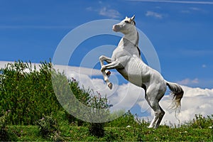 White Pure Arabian Horse posing in two legs