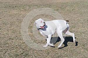 White pure bread boxer dog