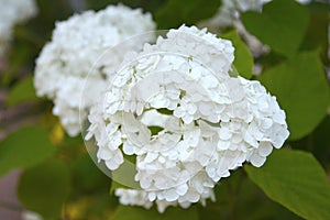 White pure hydrangea hortensia large inflorescences blooming in summer garden