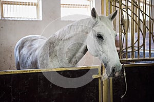 White purebred horse standing in stable and looking at camera