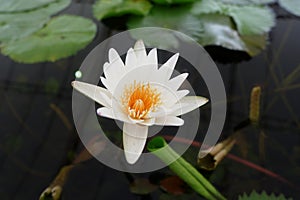 The white purity lotus flower.