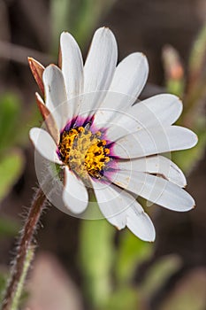 White and purple African Daisy Osteospermum Wild flower growing during spring