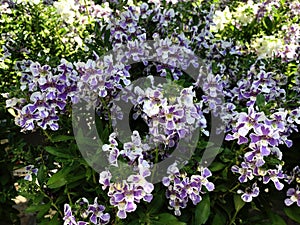White and purple angelonia flowers in the garden