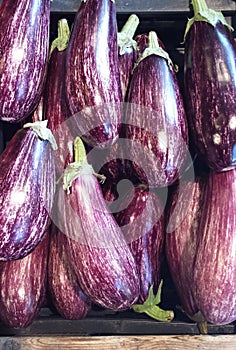 White-purple aubergines - graffity eggplant - solanum melongena