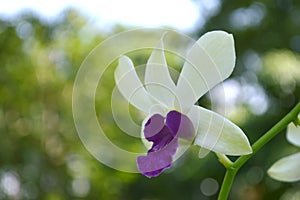 White and purple bicolor dendrobium orchid