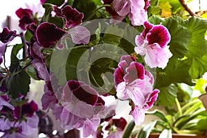 White and purple blooming geraniums.Geranium Grandiflorum, Regal Geranium