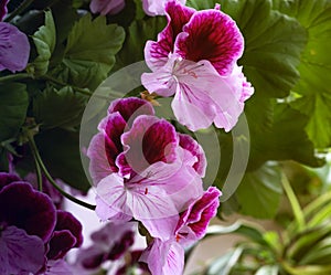 White and purple blooming geraniums.Geranium Grandiflorum, Regal Geranium