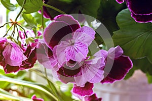 White and purple blooming geraniums.Geranium Grandiflorum, Regal Geranium