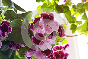 White and purple blooming geraniums.Geranium Grandiflorum, Regal Geranium