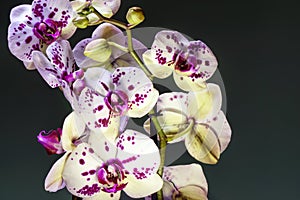 White and purple blooming orchid photo
