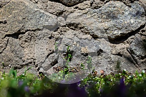 White and purple blooms against a gray wall