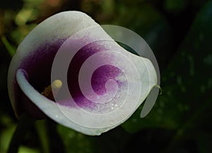 White and purple calla lily