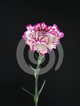 White and Purple Carnation