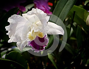 White and purple cattleya orchid