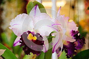 White and Purple Cattleya Orchids