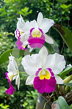 White and Purple Cattleya orchids