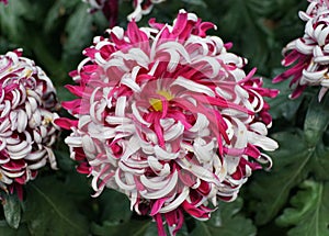 White and purple color of Chrysanthemum `Lili Gallon` flower