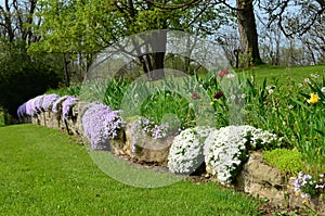 White and purple creeping phlox cascading over an old stone wall