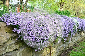 White and purple creeping phlox cascading over an old stone wall