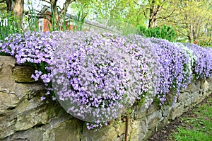 White and purple creeping phlox cascading over an old stone wall photo