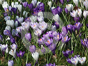 White and purple croci in bloom in grass