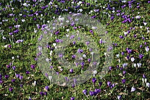 White and purple croci in bloom growing in grass