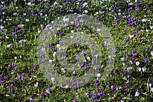 White and purple croci in bloom growing in grass