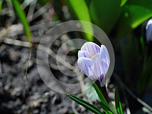 White and purple crocus flowering in the spring garden