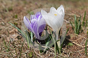 White and purple crocus flowers
