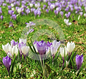 White and purple crocus flowers