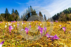 White and purple crocus flowers blooming on the spring meadow