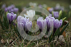 white purple crocus flowers in spring