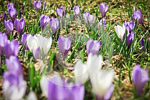 White and purple crocus flowers