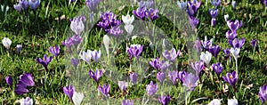 White and purple crocuses in bloom in grass area