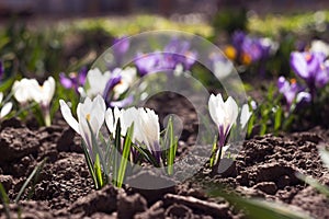 White and purple crocuses grow in the garden. Some of the first bright spring flowers bloom, background