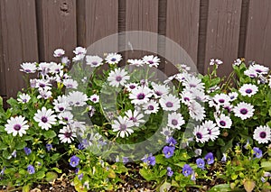 White and purple daises and purple pansies  in front of a wood fence