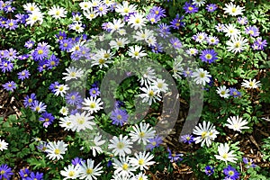 White and Purple Daisies