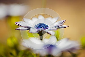 A white and purple daisy