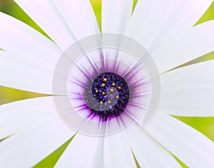 White and purple daisy