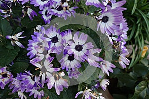 White and purple Daisy flowers with brach centre