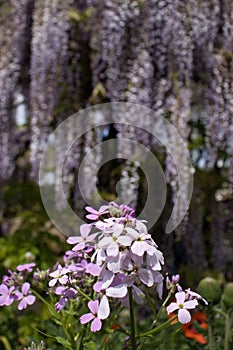 White and purple Damask Violets in German garden