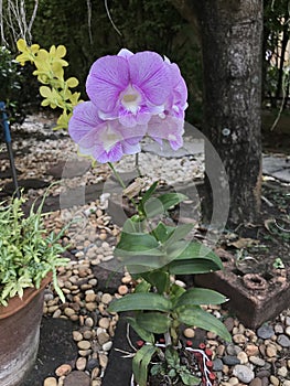 White and purple Dendrobium orchid flowers.