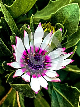 White purple Dimorphotheca ecklonis flower