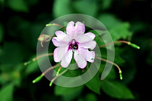 White purple flower in focus