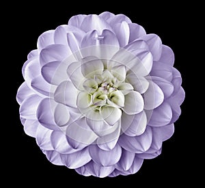 White-purple flower dahlia on the black background isolated with clipping path. Closeup. for design.