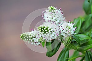 White purple flower with green leaf background